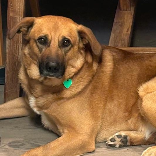 Jellybean, a Adoptable mixed breed in San Antonio, TX image 4/5