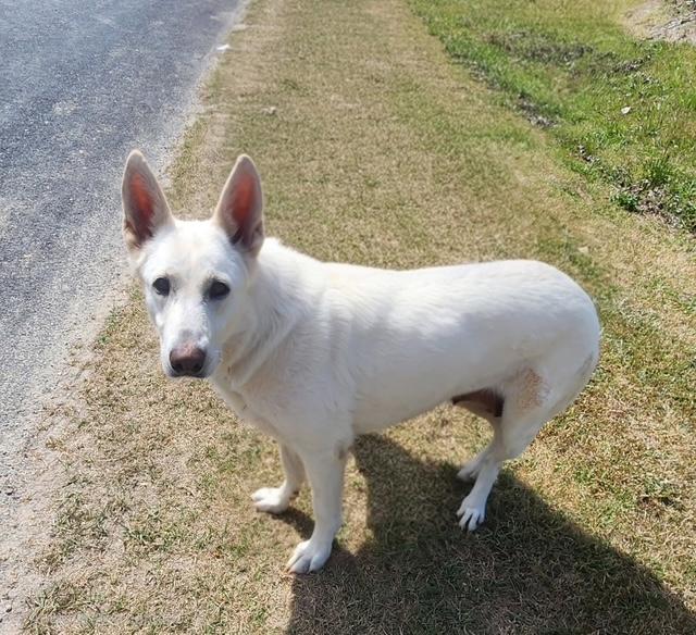Enlarge Aspen, an adopted Shepherd in Manhasset, NY image 4/5