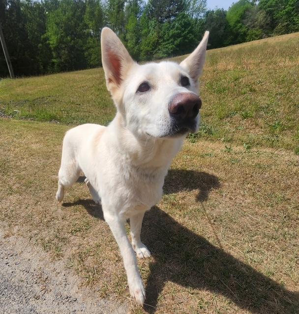 Aspen, ADOPTABLE, Young Female Shepherd.