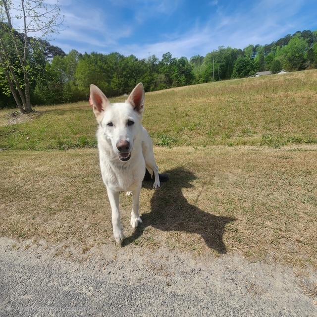 Enlarge Aspen, an adopted Shepherd in Manhasset, NY image 5/5