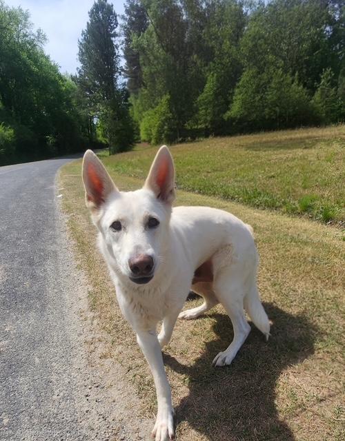 Enlarge Aspen, an adopted Shepherd in Manhasset, NY image 3/5
