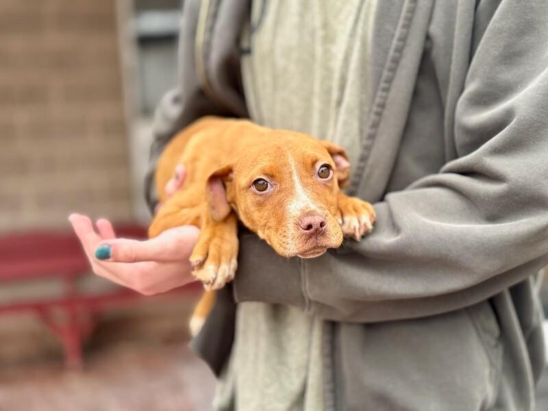 Enlarge Fiona, a Adoptable mixed breed in Wooster, OH image 1/1