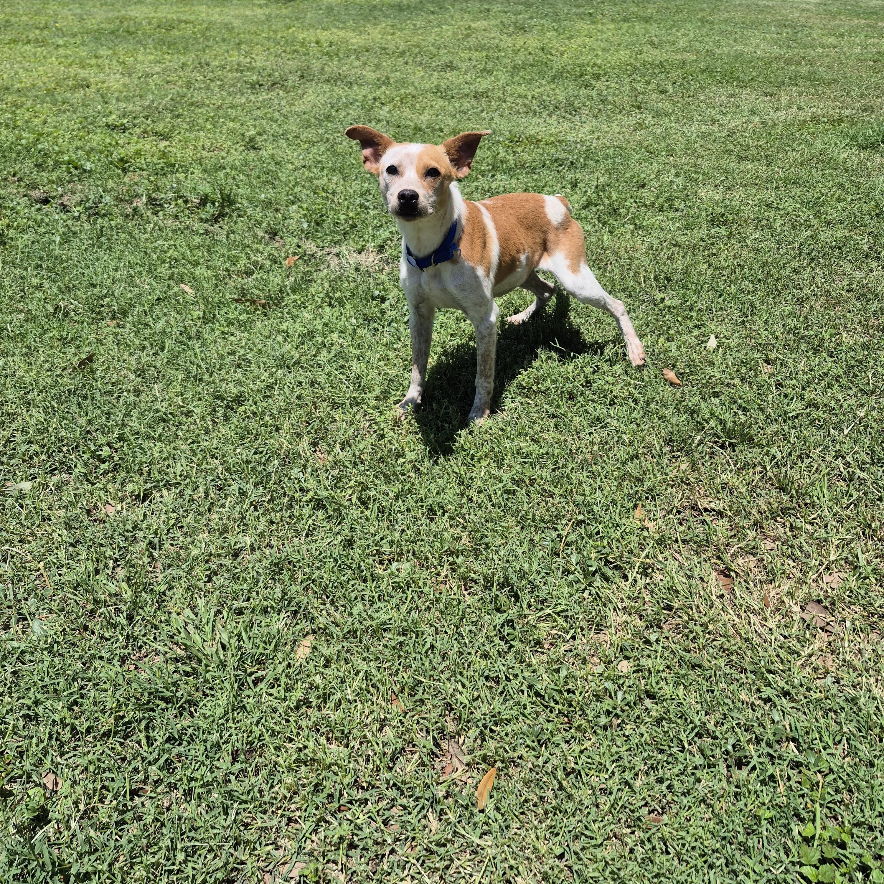 Satellite, adopted, Adult Female Terrier.