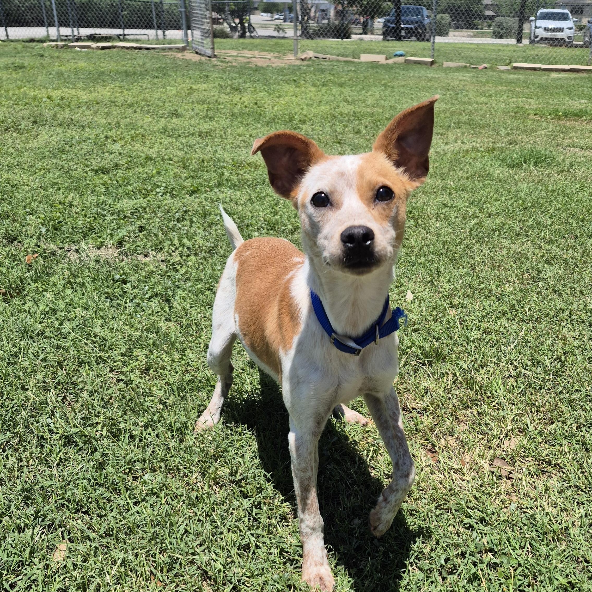 Satellite, an adopted mixed breed in Schertz, TX image 2/2