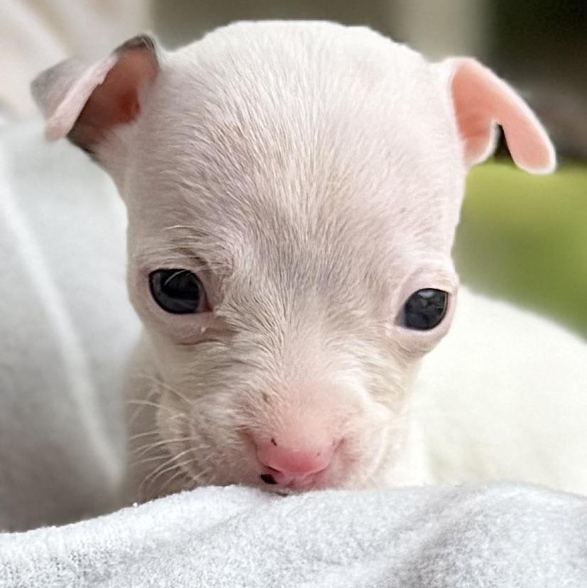 POPEYE - ARRIVING IN MAINE JULY 18TH, an adopted Mixed Breed in Berwick, ME image 2/6