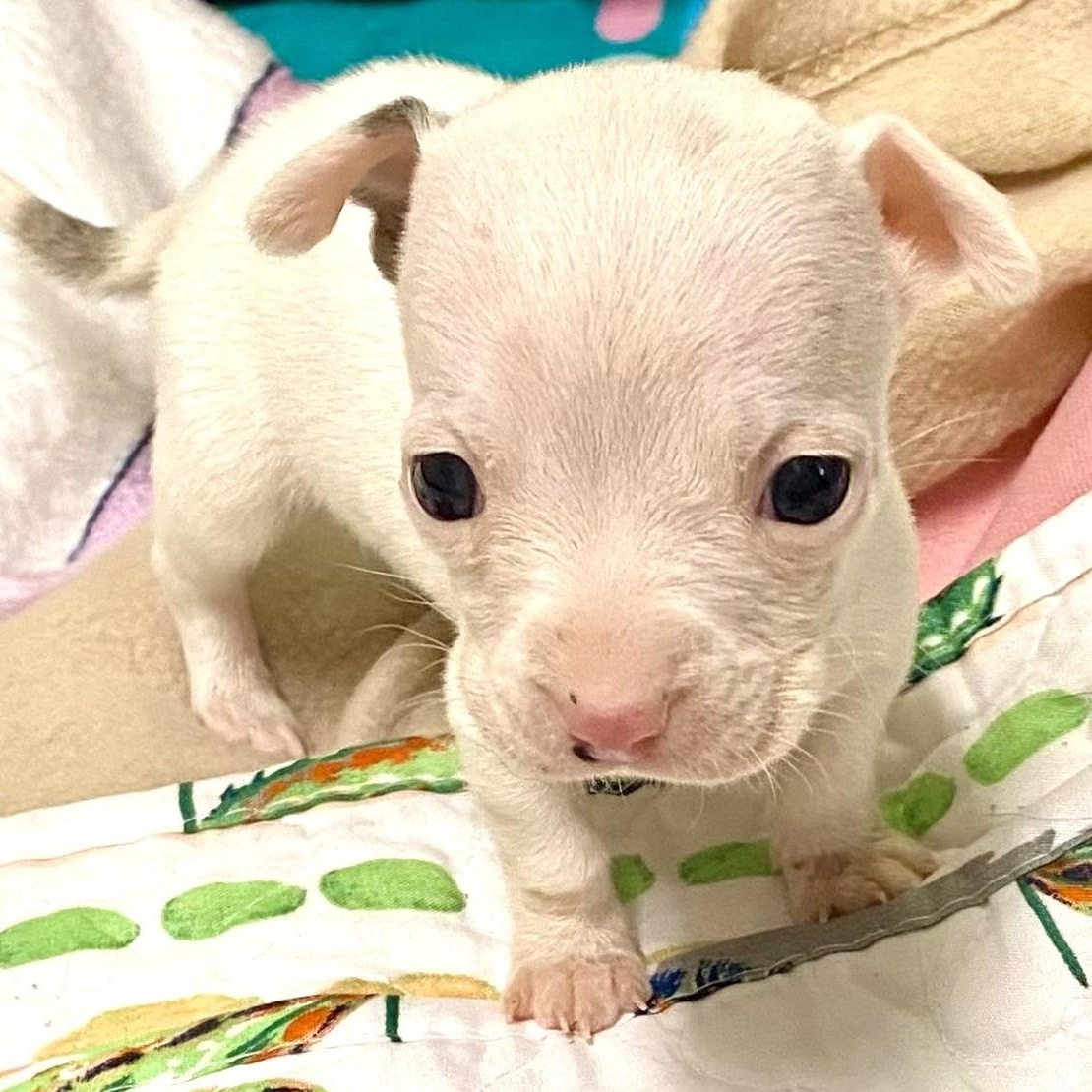 POPEYE - ARRIVING IN MAINE JULY 18TH, an adopted Mixed Breed in Berwick, ME image 3/6