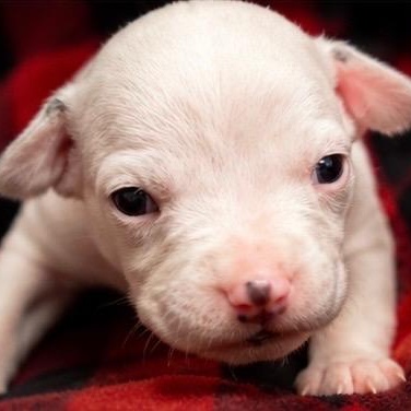 POPEYE - ARRIVING IN MAINE JULY 18TH, an adopted Mixed Breed in Berwick, ME image 4/6