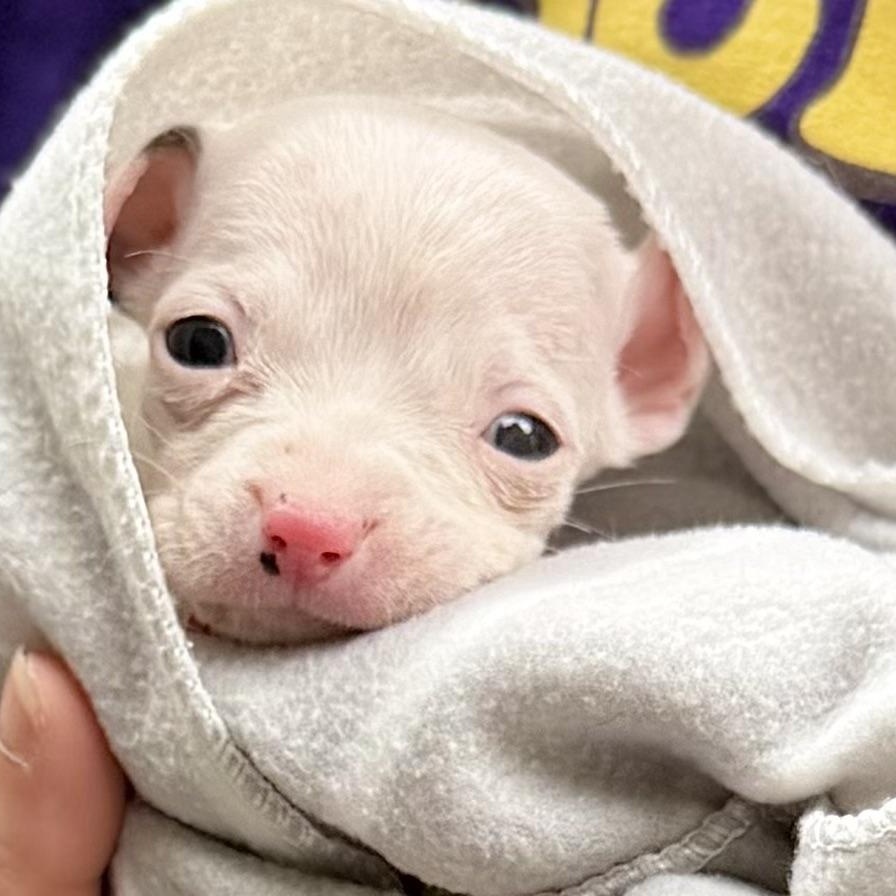 POPEYE - ARRIVING IN MAINE JULY 18TH, an adopted Mixed Breed in Berwick, ME image 6/6