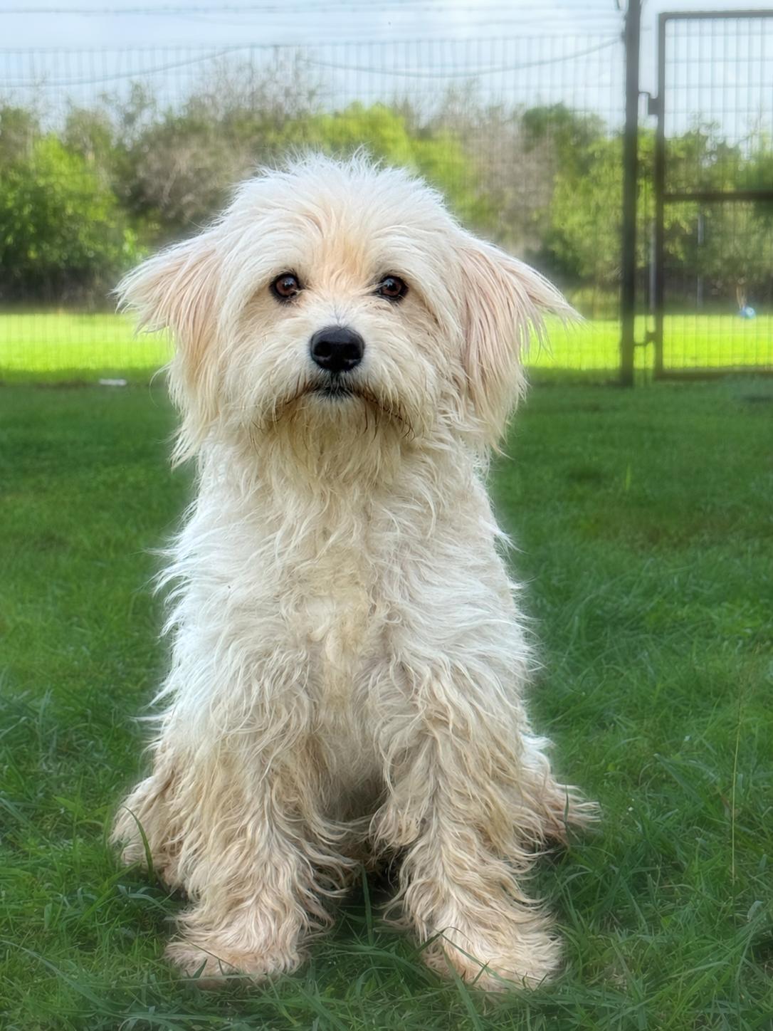 Ivan, Adoptable, Adult Male Terrier & Poodle.