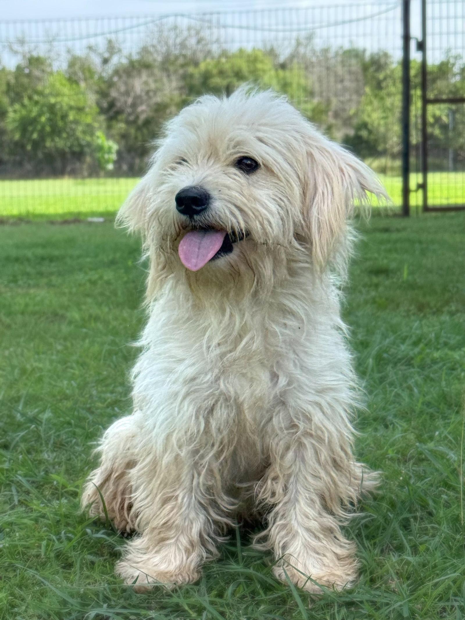 Ivan, a Adoptable mixed breed in Helotes, TX image 2/3