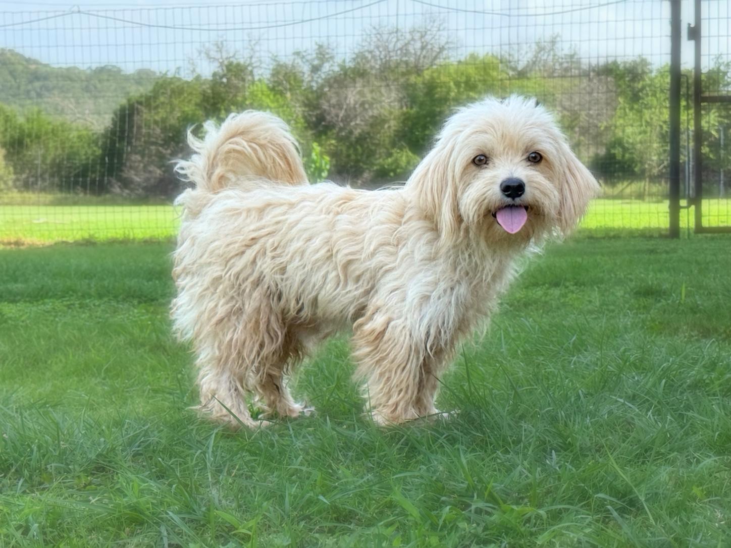 Ivan, a Adoptable mixed breed in Helotes, TX image 3/3
