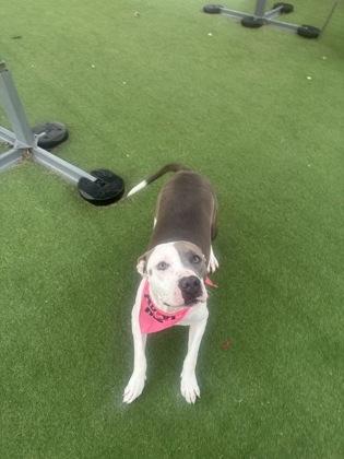 Bella, Adoptable, Adult Female Terrier & Mixed Breed.