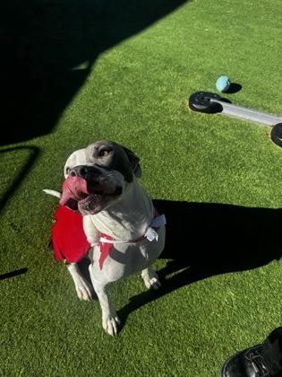 Enlarge Bella, a Adoptable mixed breed in Farmers Branch, TX image 2/3