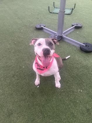 Enlarge Bella, a Adoptable mixed breed in Farmers Branch, TX image 3/3