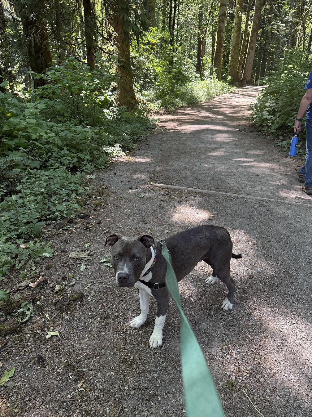 Enlarge Carter, a ADOPTABLE mixed breed in Dallas, TX image 3/5