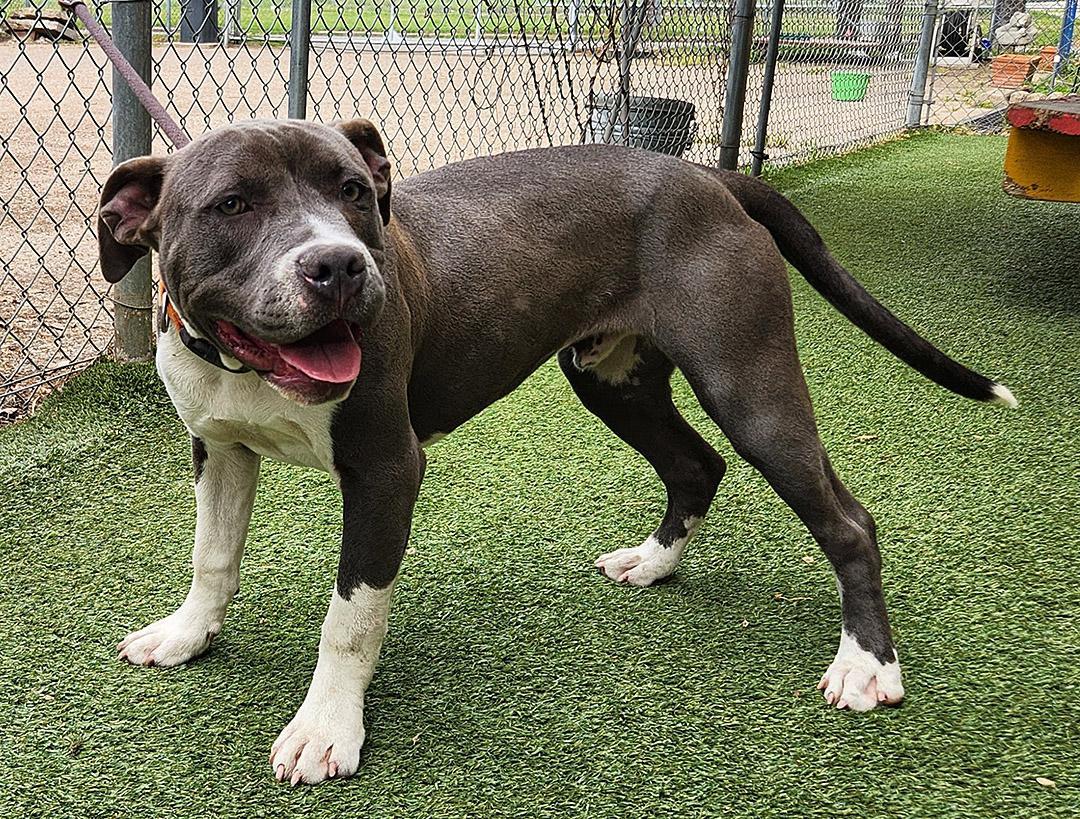 Enlarge Carter, a ADOPTABLE mixed breed in Dallas, TX image 4/5