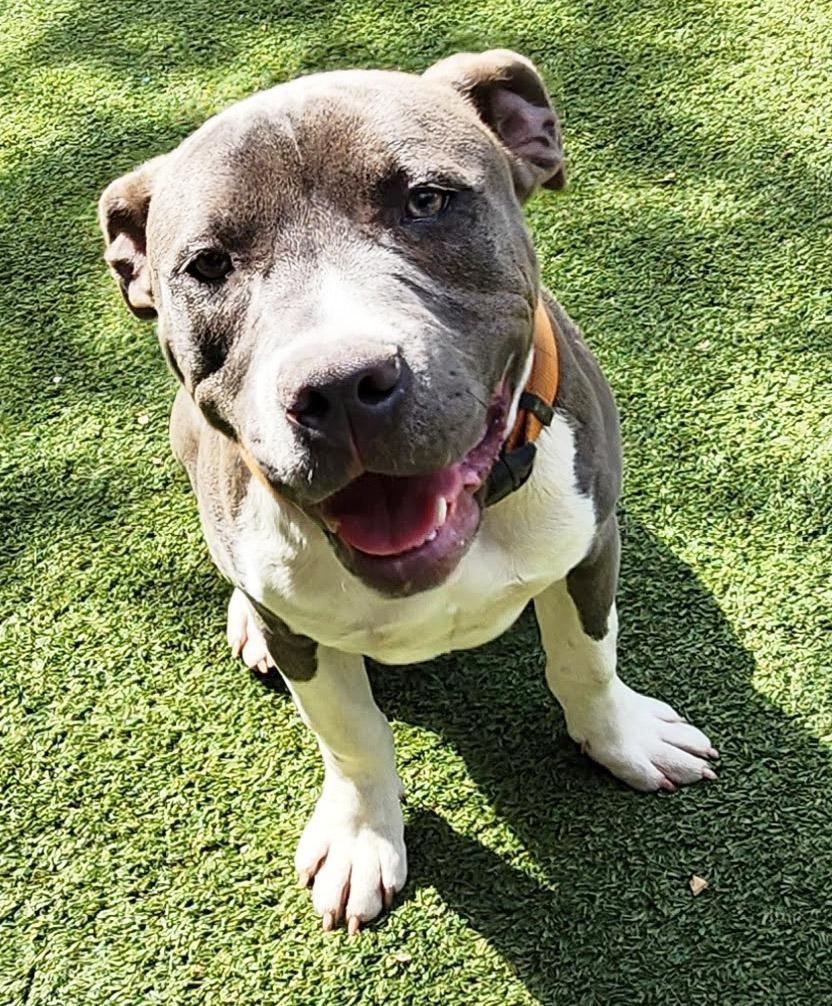 Enlarge Carter, a ADOPTABLE mixed breed in Dallas, TX image 2/5