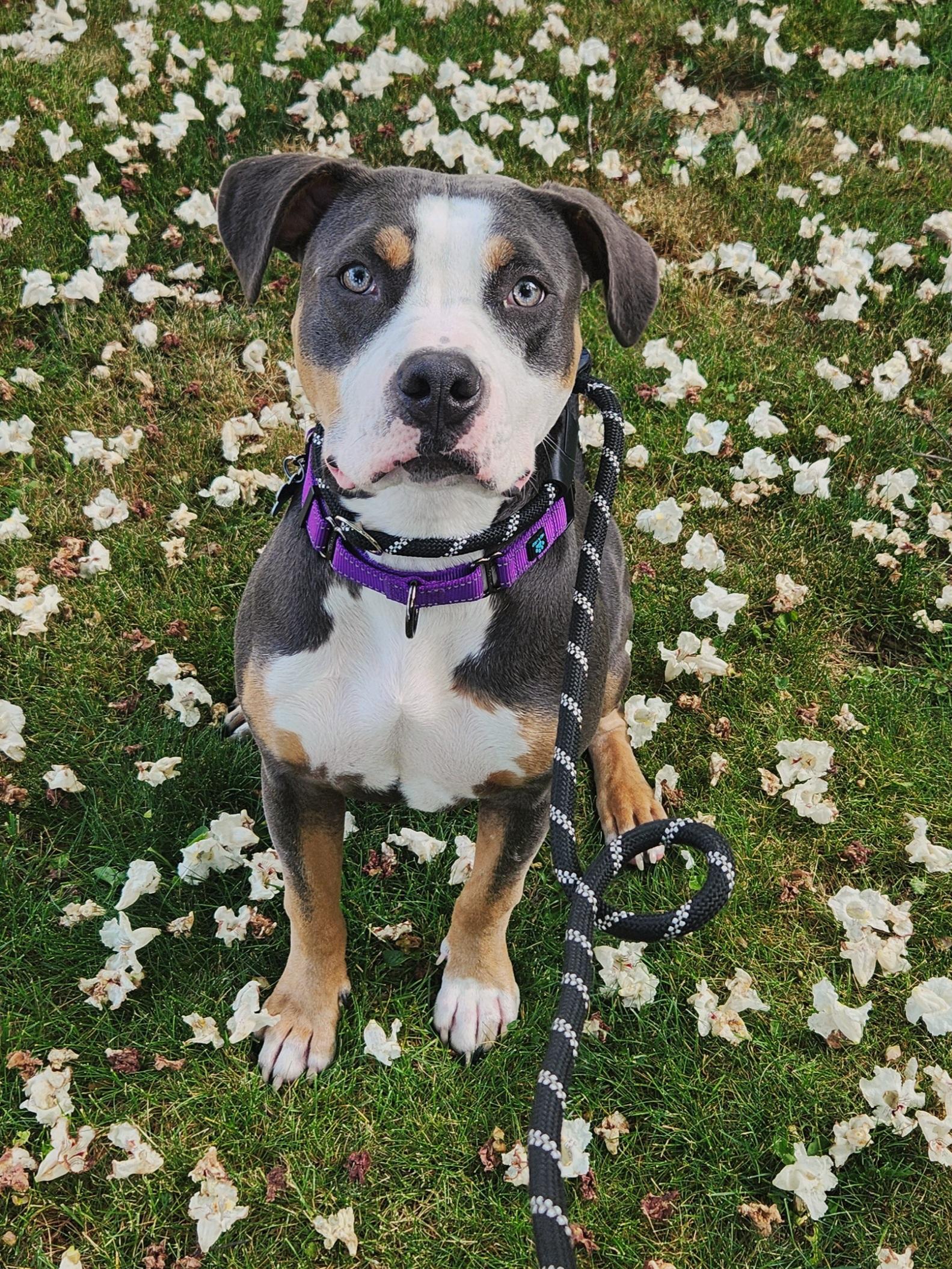 Enlarge Noelle, a Adopted mixed breed in Warrenville, IL image 2/6