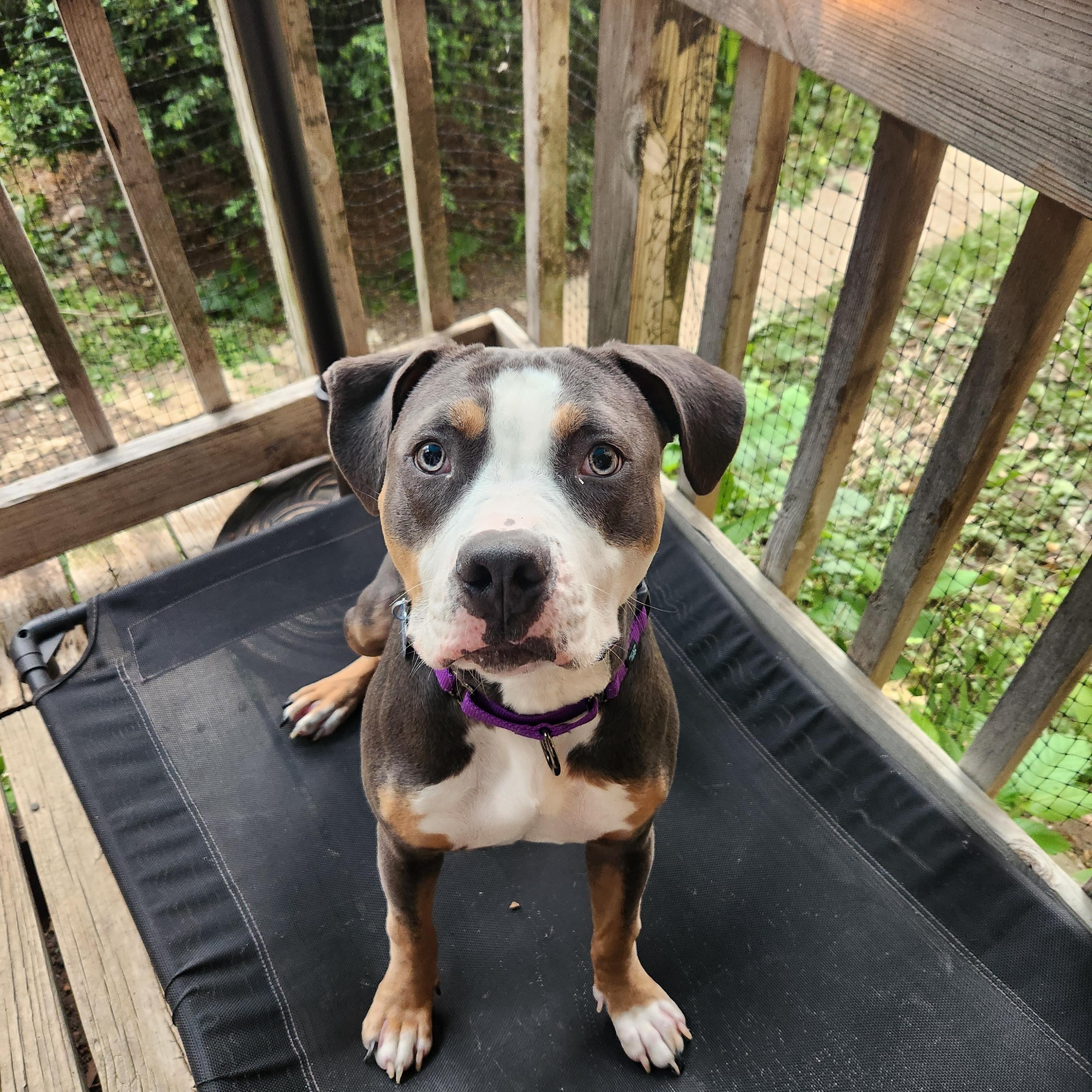 Enlarge Noelle, a Adopted mixed breed in Warrenville, IL image 5/6