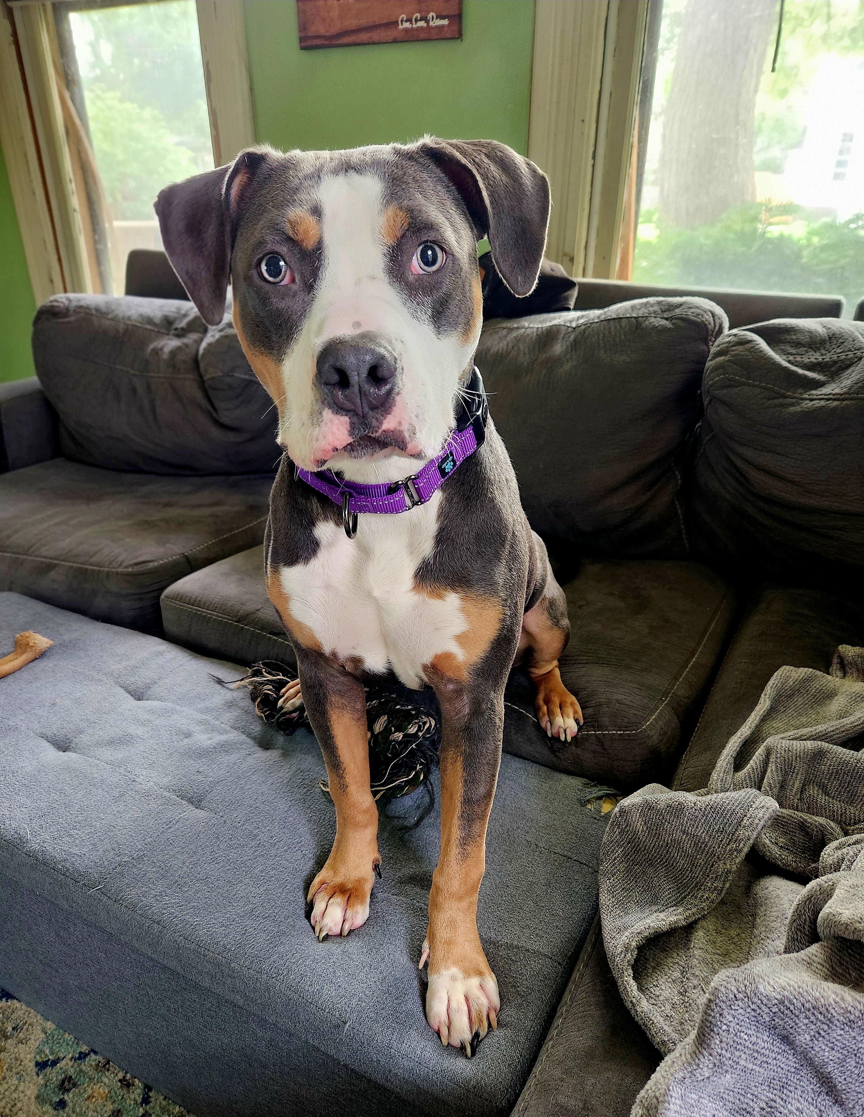 Enlarge Noelle, a Adopted mixed breed in Warrenville, IL image 3/6