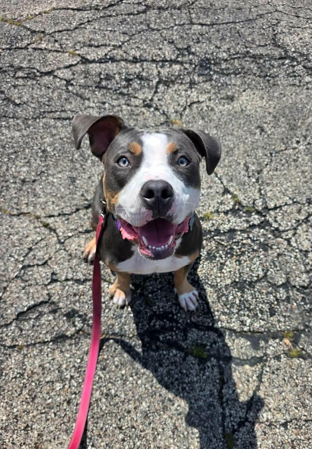 Noelle, Adopted, Young Female American Staffordshire Terrier & Pit Bull Terrier.