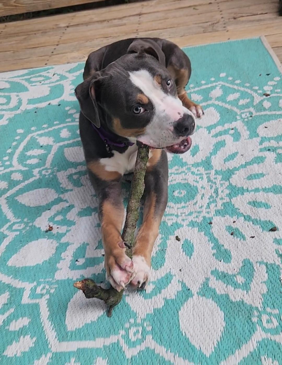 Enlarge Noelle, a Adopted mixed breed in Warrenville, IL image 4/6