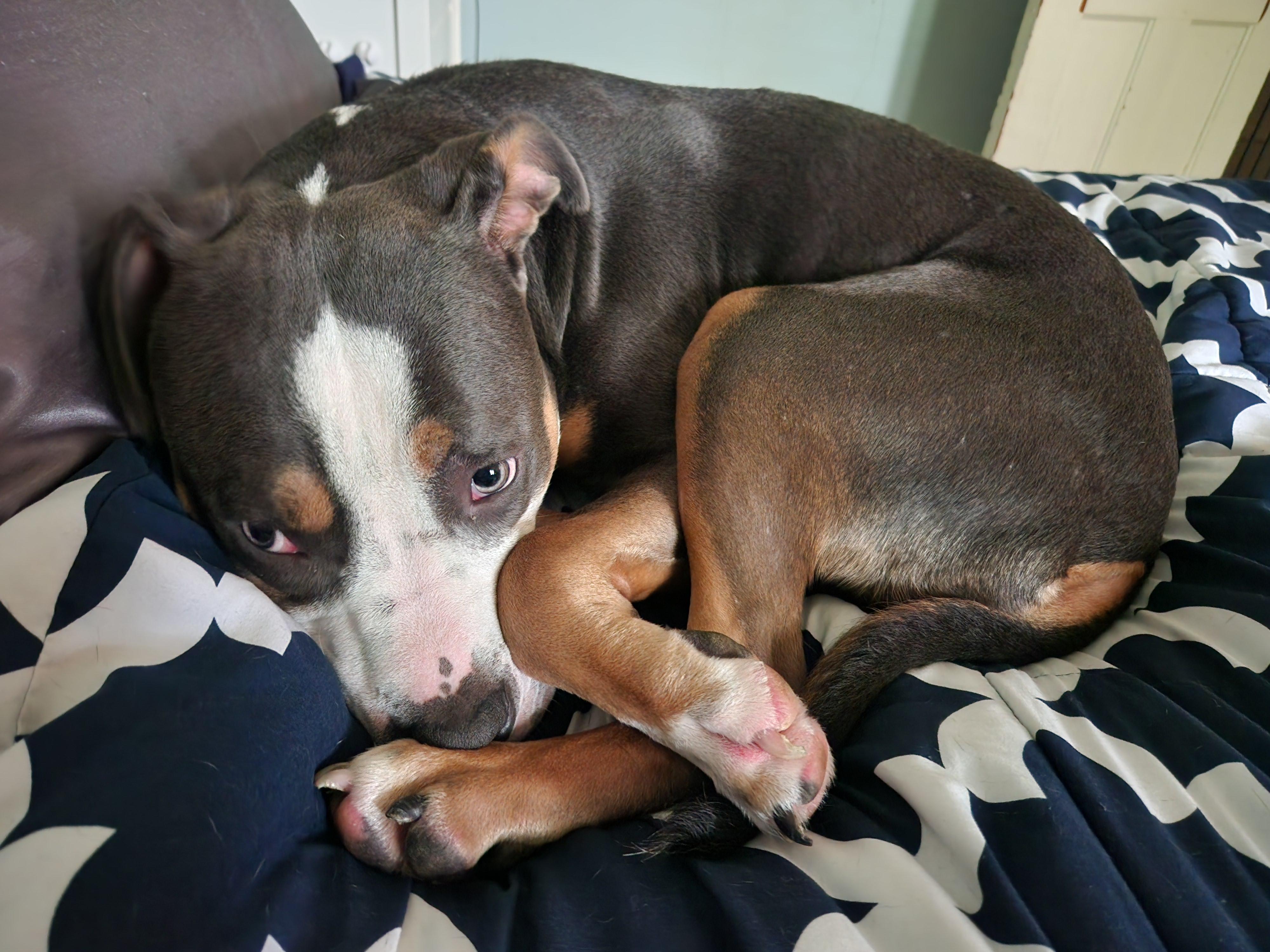Enlarge Noelle, a Adopted mixed breed in Warrenville, IL image 6/6