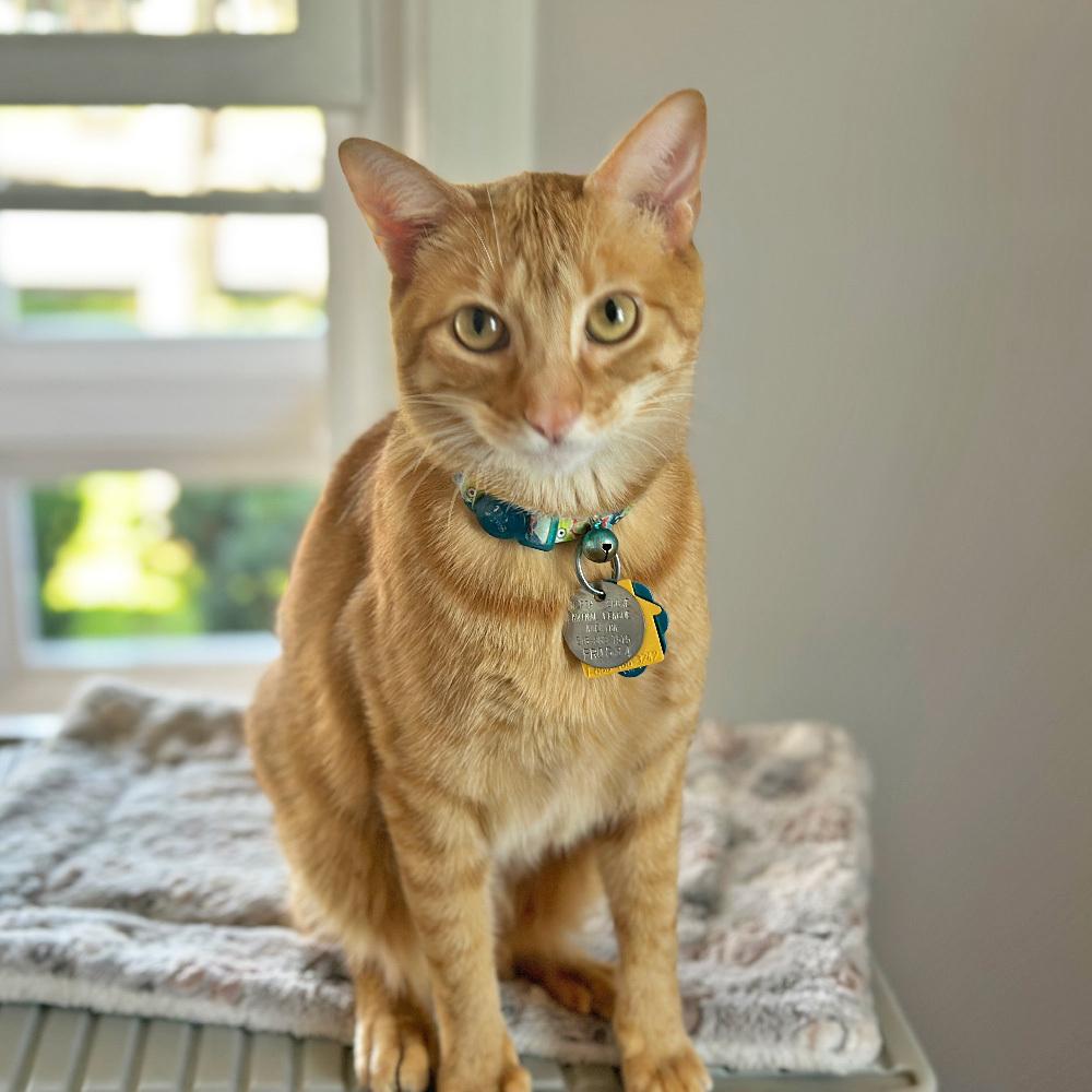 Kepler, a Adoptable Domestic Short Hair in Port Washington, NY image 1/3