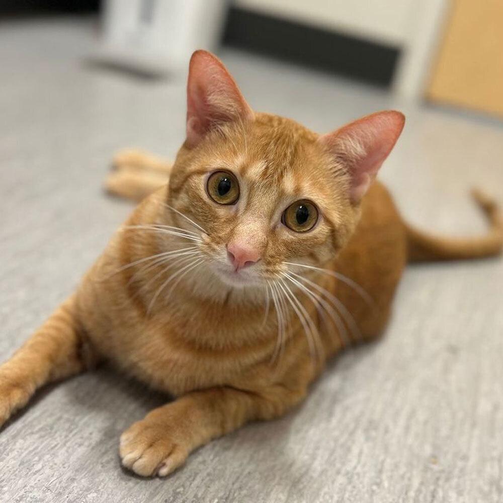 Kepler, a Adoptable Domestic Short Hair in Port Washington, NY image 2/3