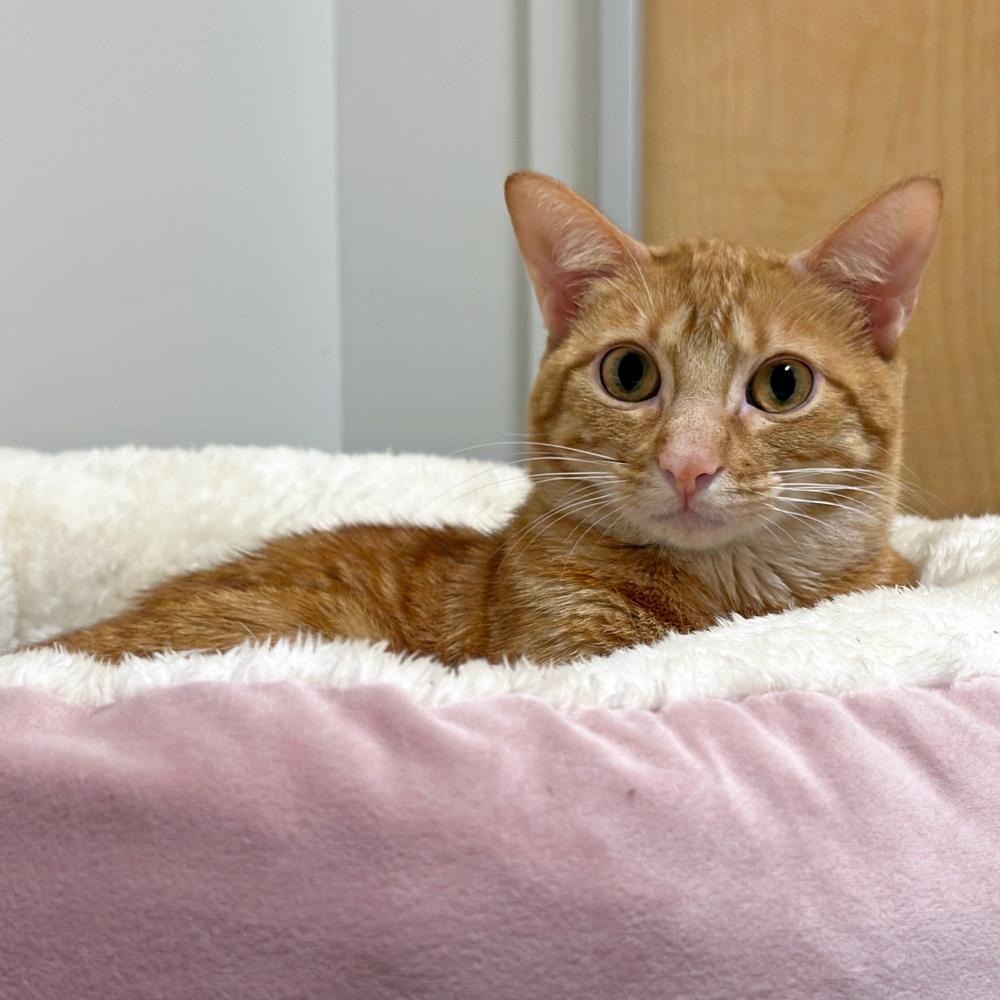 Kepler, a Adoptable Domestic Short Hair in Port Washington, NY image 3/3