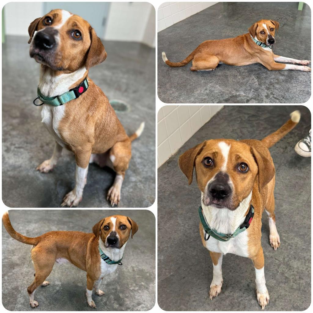 Loki, Adoptable, Adult Male Mixed Breed.