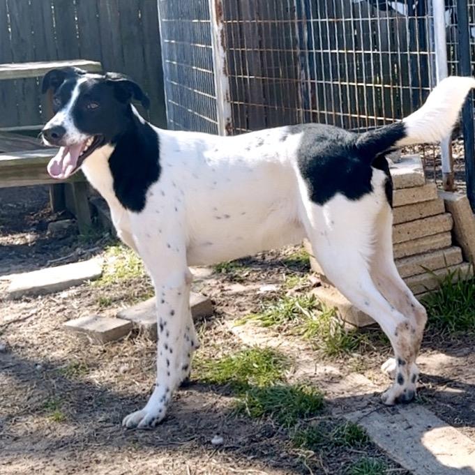 Mikey, Adoptable, Adult Male Shepherd & Border Collie.
