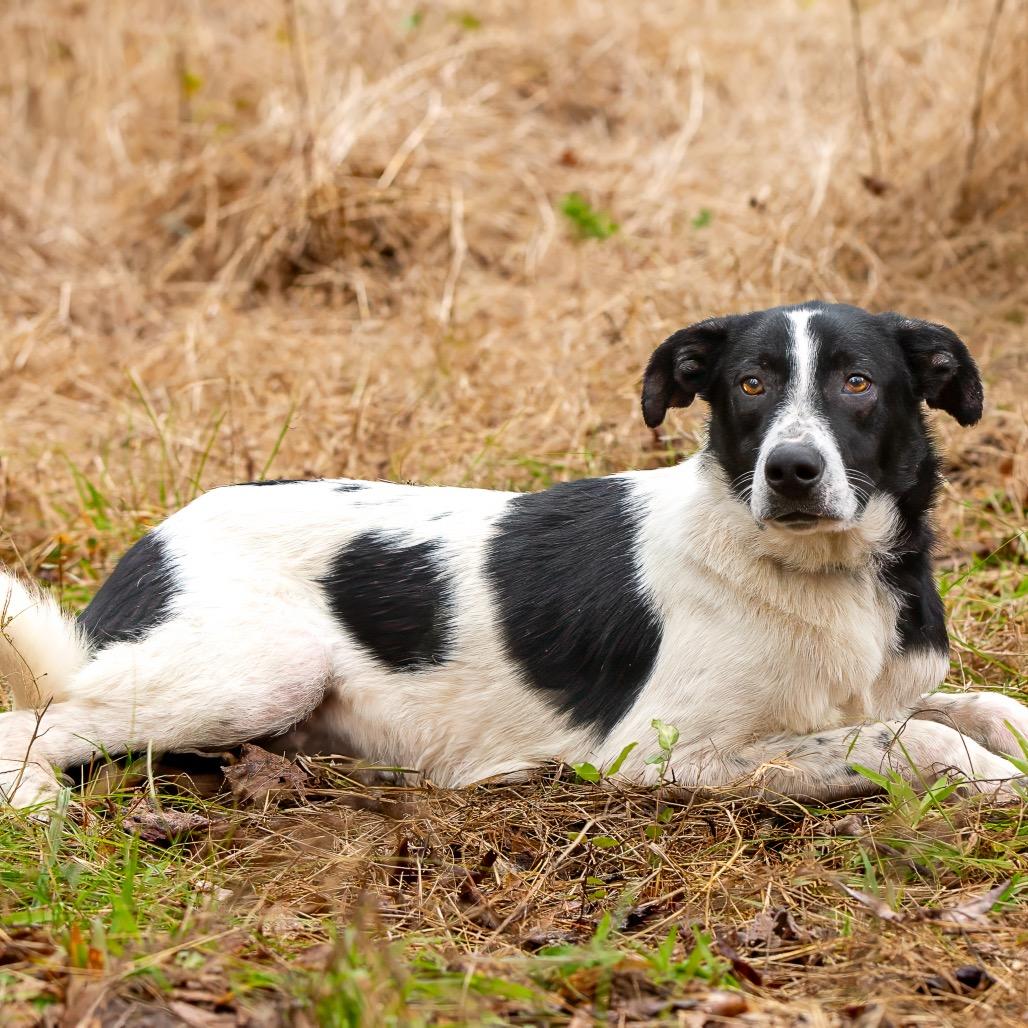 Enlarge Mikey, a Adoptable mixed breed in Livingston, TX image 2/6