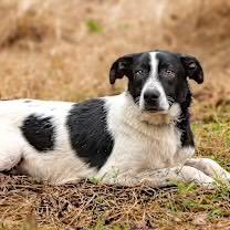 Enlarge Mikey, a Adoptable mixed breed in Livingston, TX image 3/6