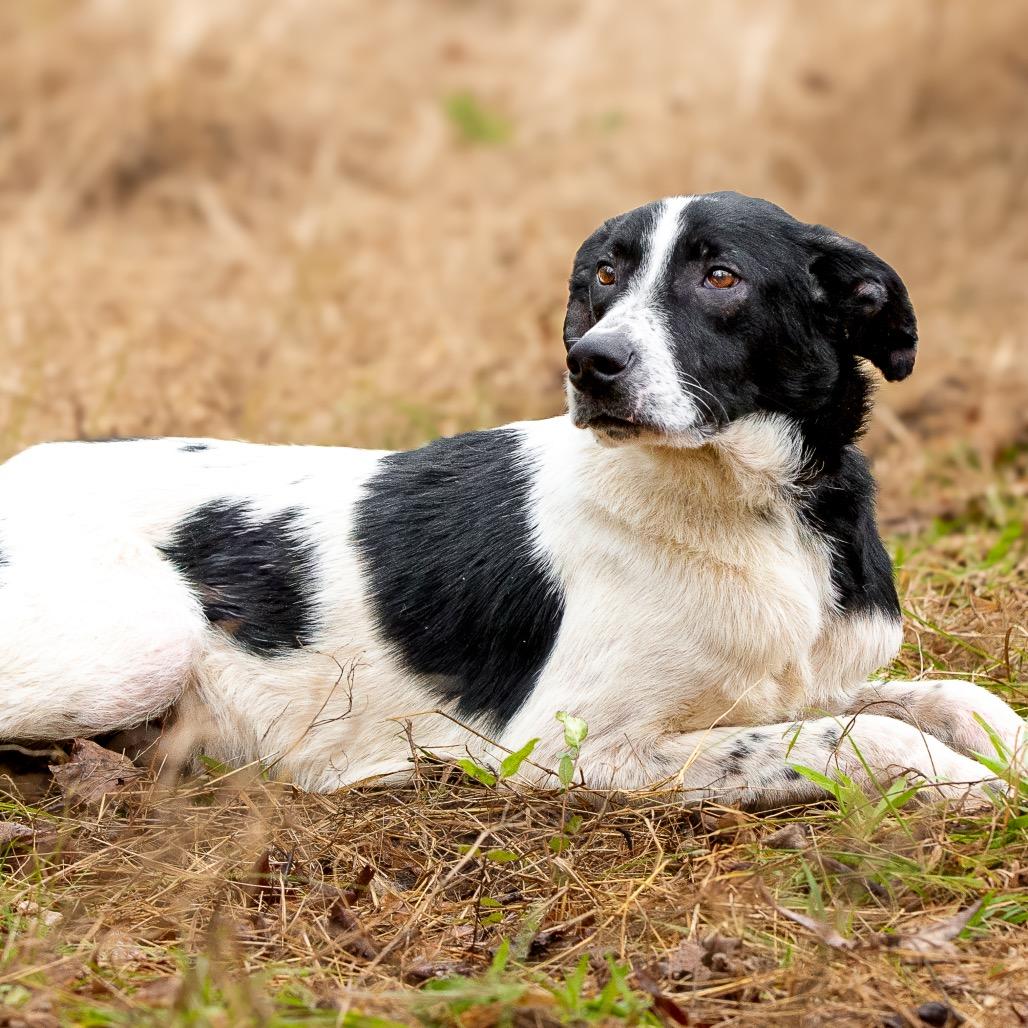 Enlarge Mikey, a Adoptable mixed breed in Livingston, TX image 4/6