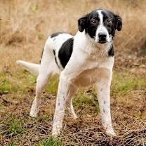 Enlarge Mikey, a Adoptable mixed breed in Livingston, TX image 5/6