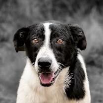 Enlarge Mikey, a Adoptable mixed breed in Livingston, TX image 6/6