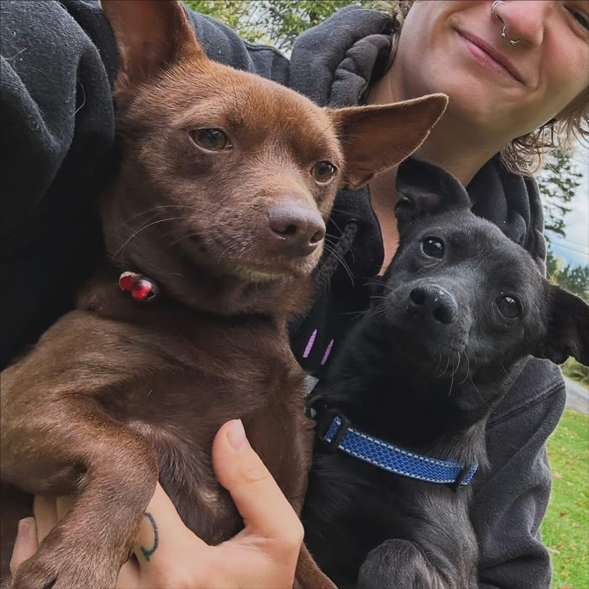 Reecy, Adoptable, Adult Female Chihuahua & Dachshund.