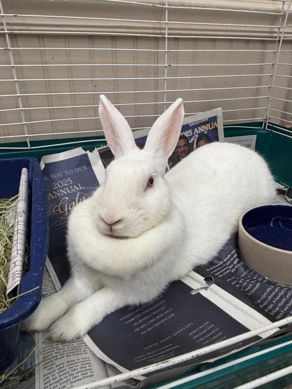 Enlarge Vanilla Ice, an adoptable American in Jefferson, LA image 1/3