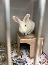 Enlarge Vanilla Ice, an adoptable American in Jefferson, LA image 3/3