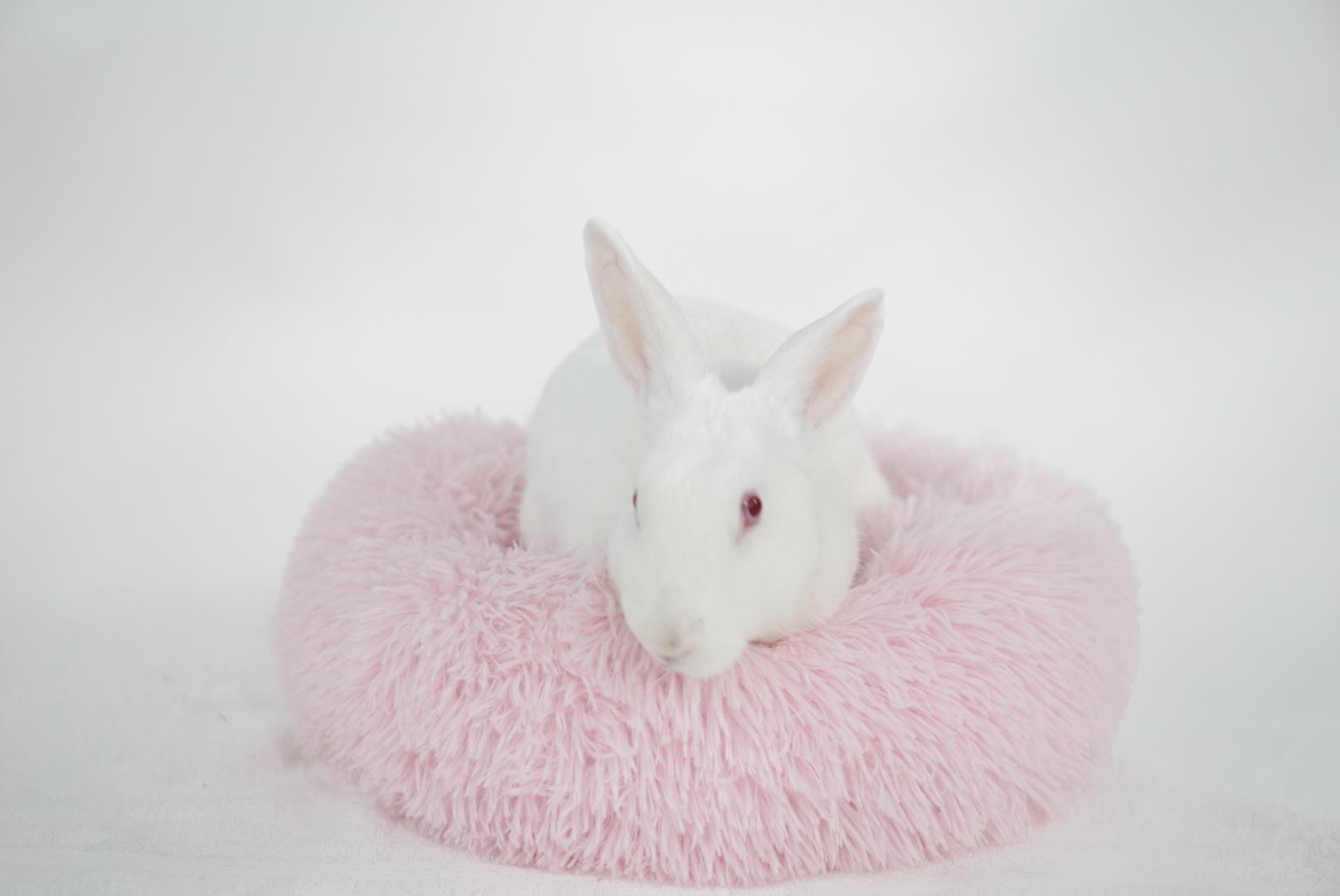 Enlarge Vanilla Ice, an adoptable American in Jefferson, LA image 2/3