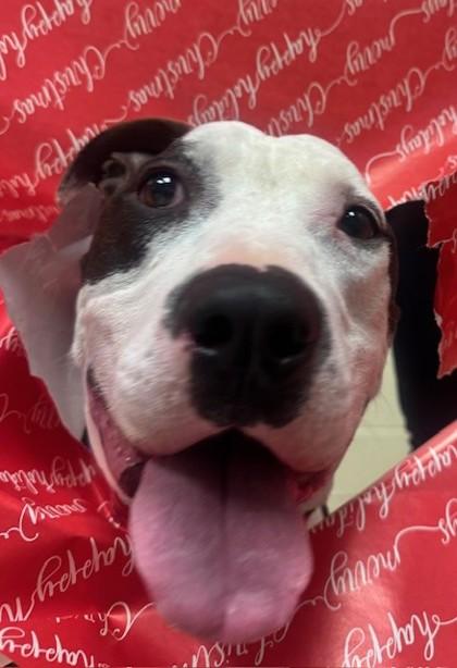 Enlarge Rocky, a Adoptable mixed breed in Farmers Branch, TX image 1/3