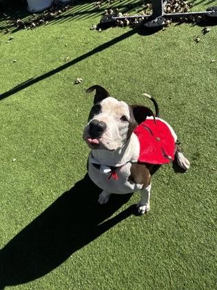 Enlarge Rocky, a Adoptable mixed breed in Farmers Branch, TX image 2/3