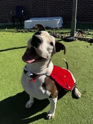 Enlarge Rocky, a Adoptable mixed breed in Farmers Branch, TX image 3/3