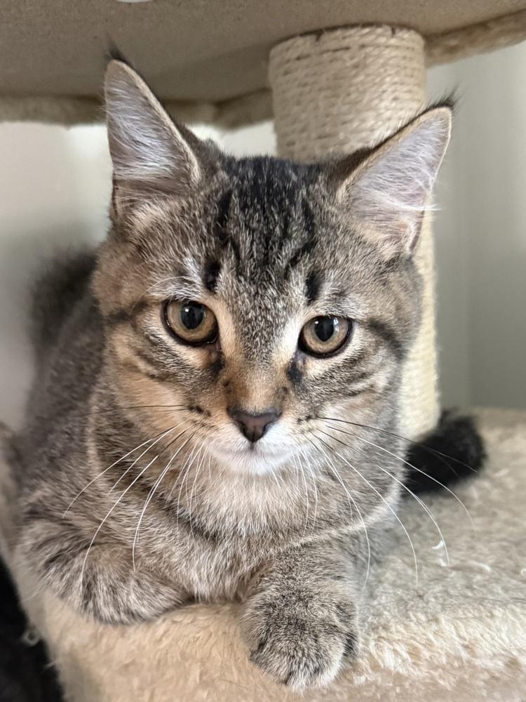 Robb (26-242 C), Adoptable, Young Male Domestic Short Hair & Tabby.