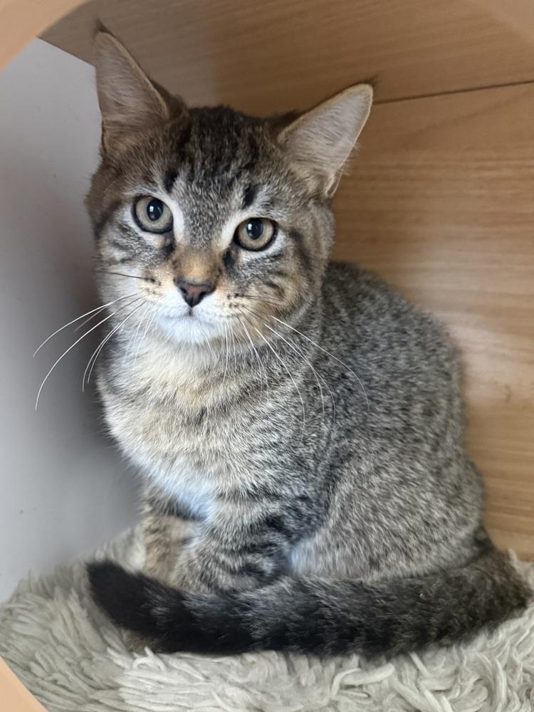 Enlarge Robb (26-242 C), a Adoptable mixed breed in Lansing, MI image 2/3