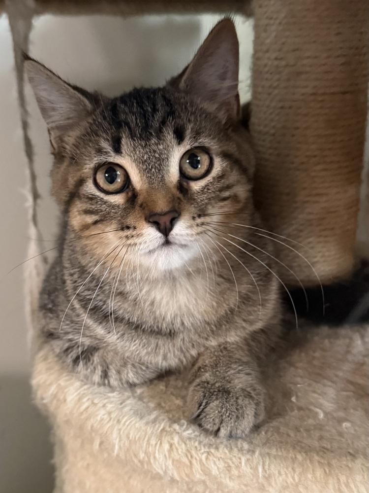 Enlarge Robb (26-242 C), a Adoptable mixed breed in Lansing, MI image 3/3