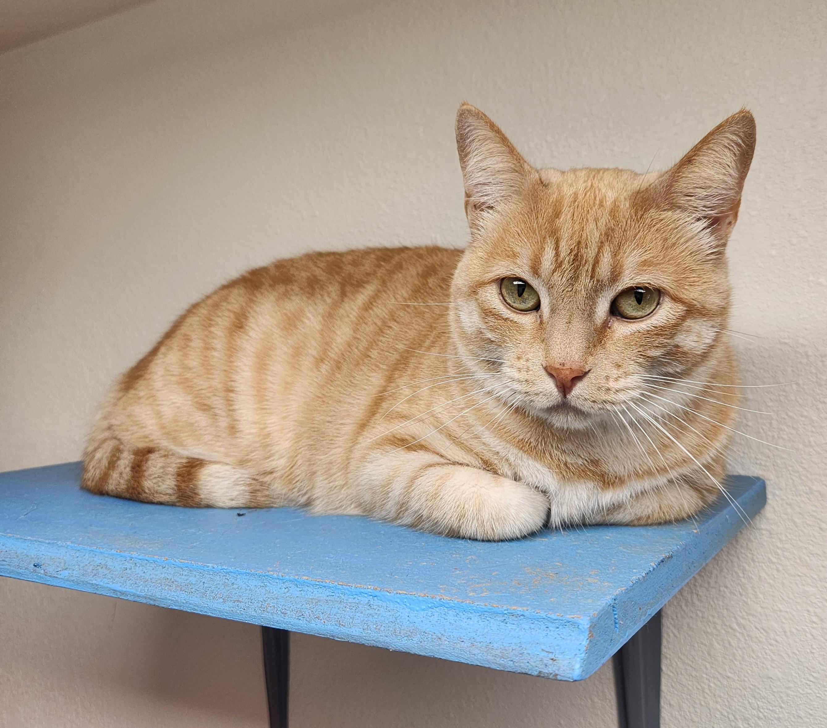 KiKi, adopted, Adult Female Domestic Short Hair.