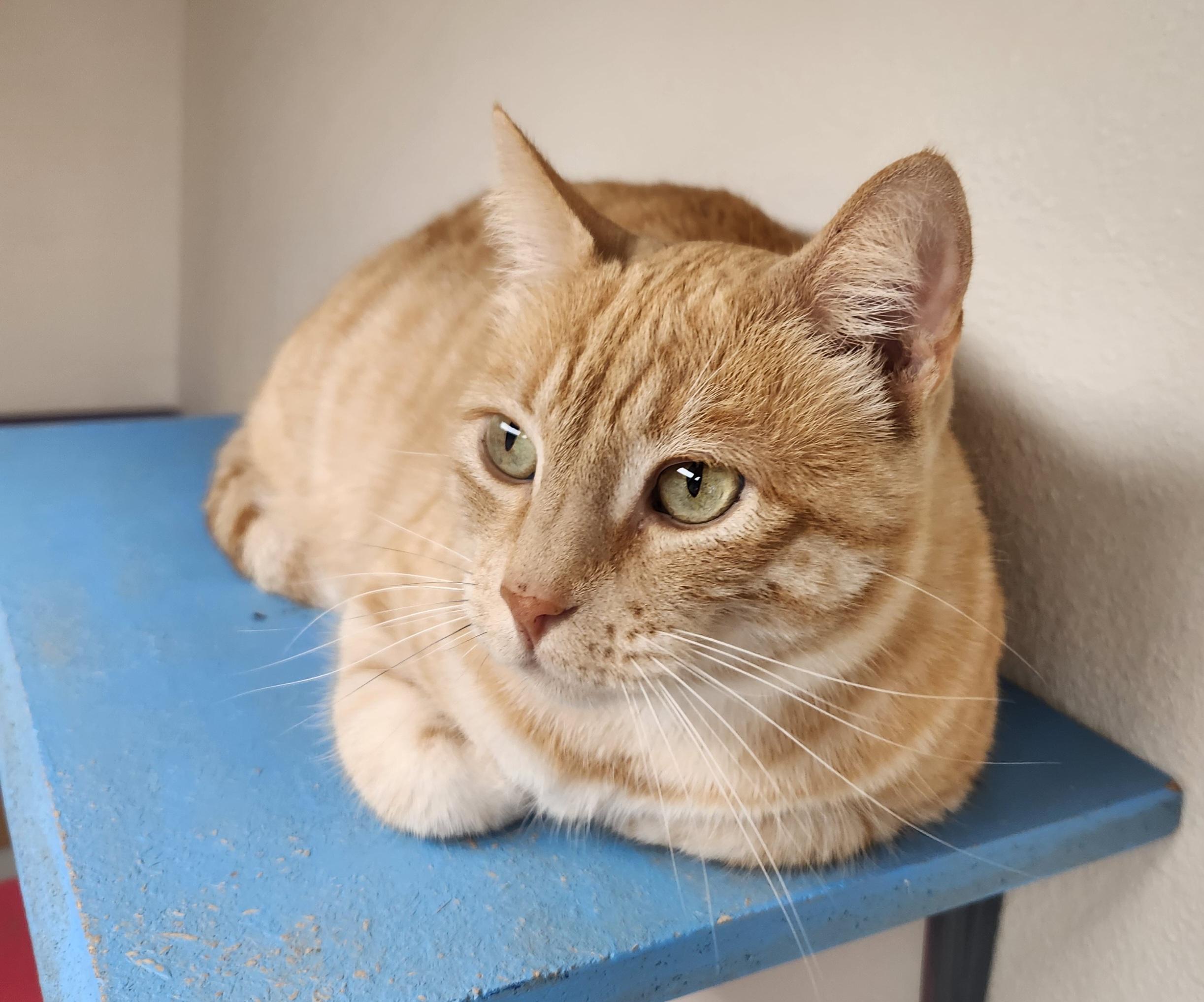 KiKi, an adopted Domestic Short Hair in Yarnell, AZ image 2/3