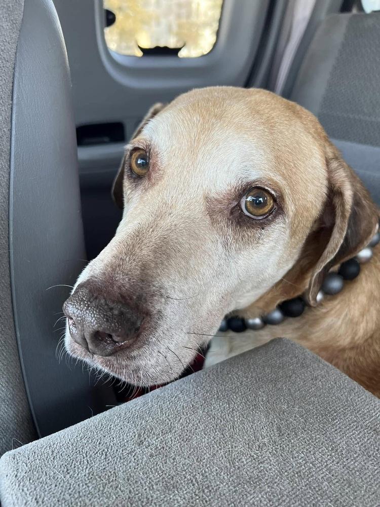 Burt, Adoptable, Senior Male Labrador Retriever & Pit Bull Terrier.